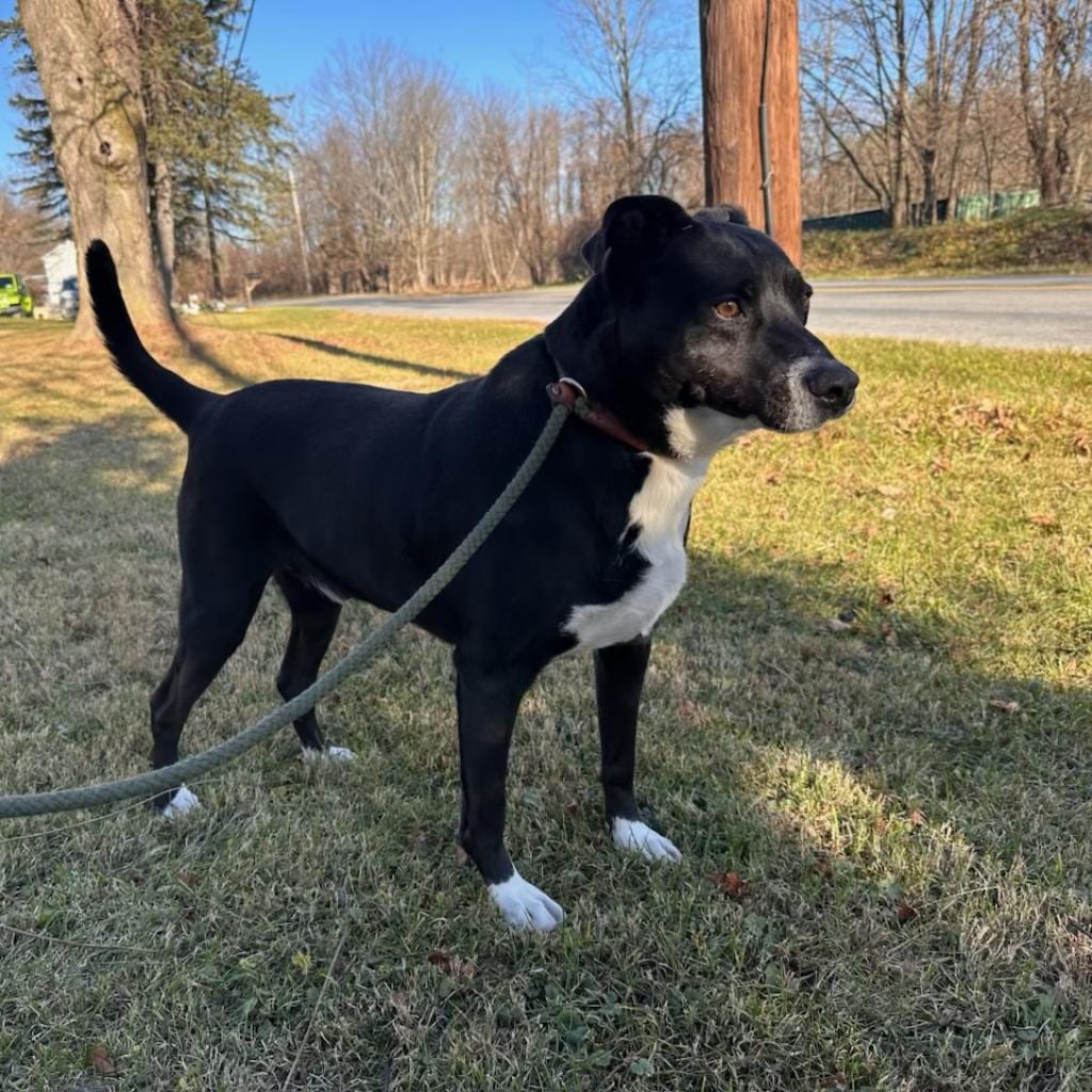 Photo of Ayden, adoptable senior Retriever, Labrador / Mixed Breed (Medium) in Middletown, New York