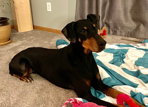 Photo of Misty, adoptable senior Doberman Pinscher in Minneaoplis, Minnesota