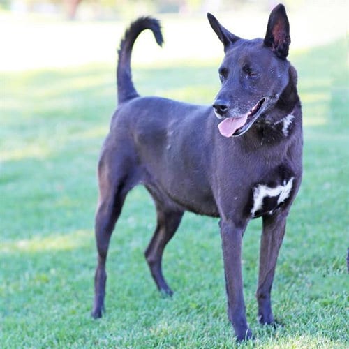 Photo of Luna, adoptable senior Queensland Heeler in Albuquerque, New Mexico