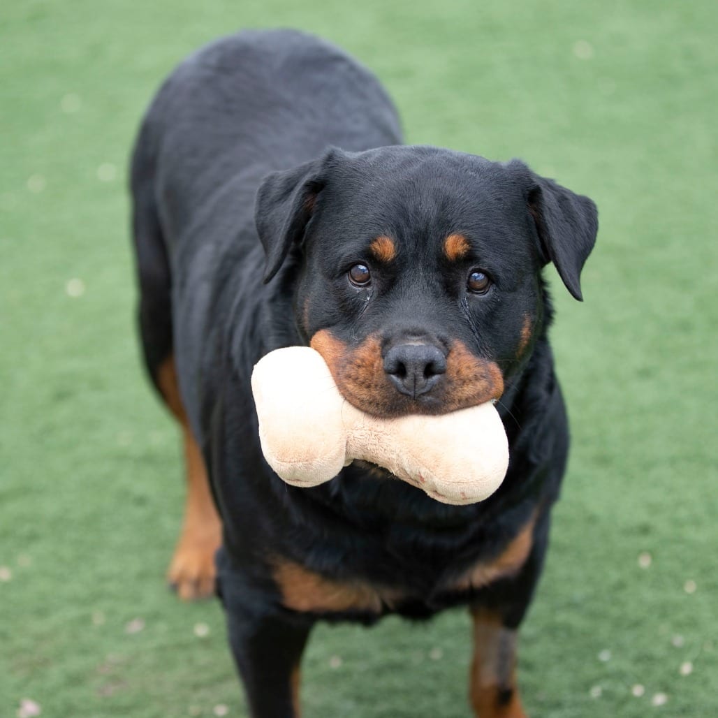 Photo of Ollie (MY26-88), adoptable senior Rottweiler in Colorado Springs, Colorado