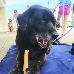 Photo of Harley, adoptable senior Labrador Retriever Mixed Breed (Medium) in Overland Park, Kansas