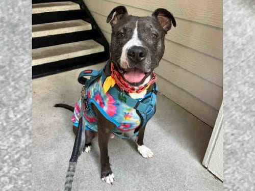 OMAR, adoptable senior American Pit Bull Terrier in Atlanta, GA