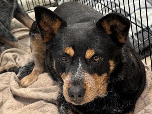 Photo of Olsa, adoptable senior Queensland Heeler in Santa Maria, California