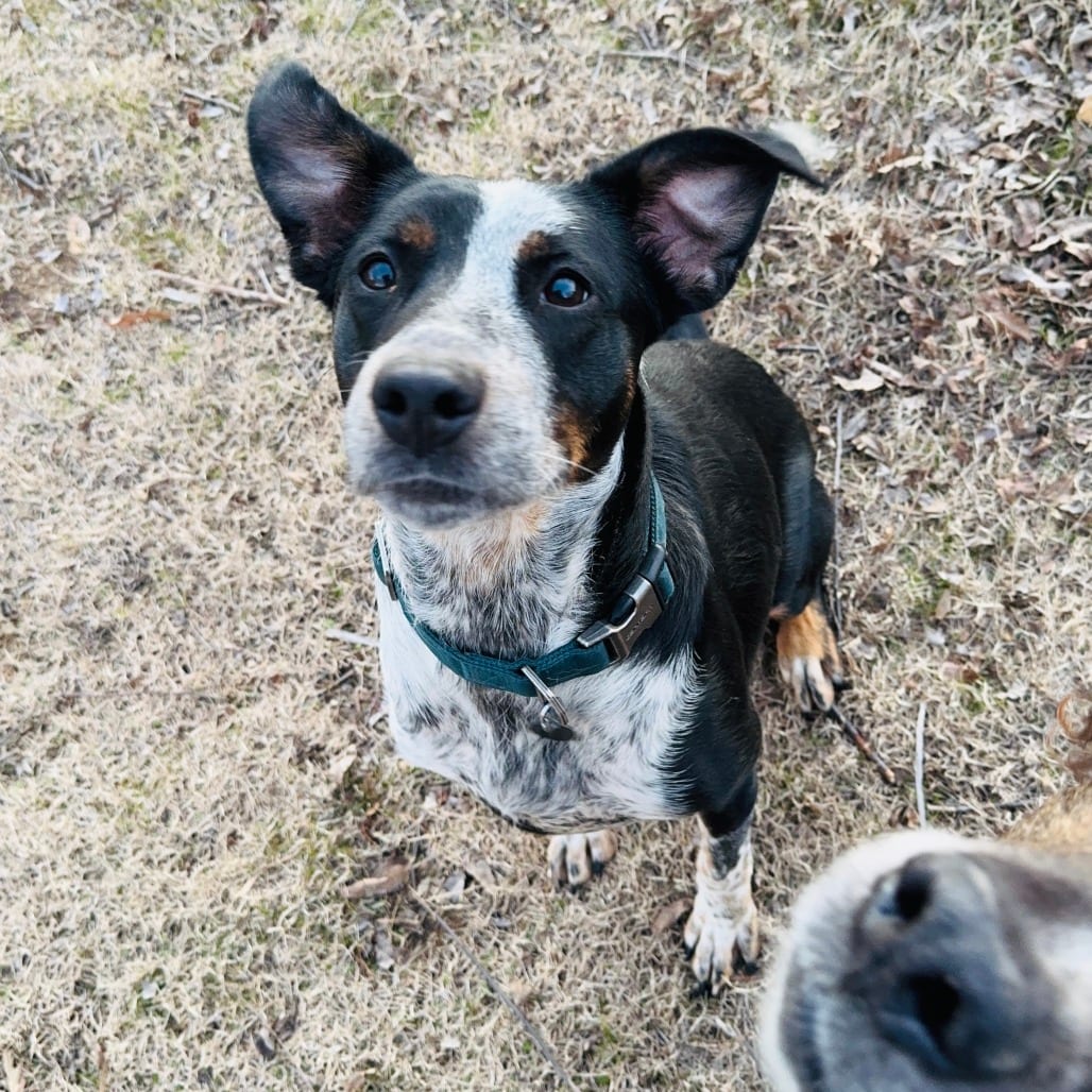 Photo of Meadow, adoptable senior Mixed Breed (Medium)