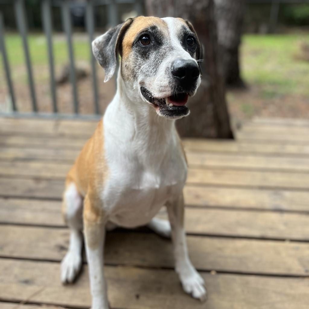 Photo of Brady, adoptable senior Hound / Mix in Gainesville, Florida
