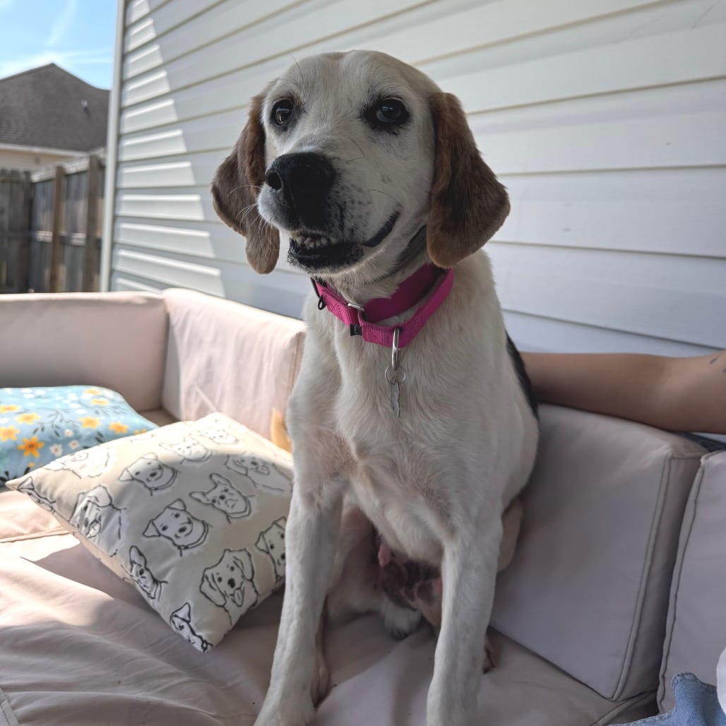 Photo of Stanley, adoptable senior Coonhound in Jacksonville, North Carolina