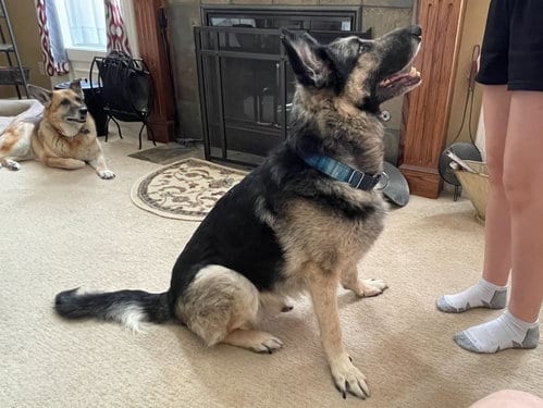 Bear, adoptable senior German Shepherd Dog in Kansas City, MO