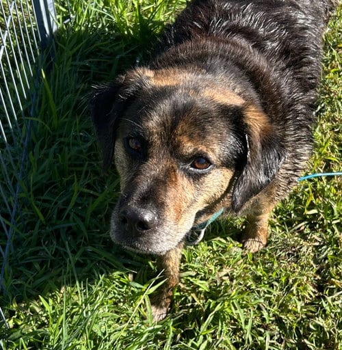 MADDIE, adoptable senior Shepherd in Holbrook, NY