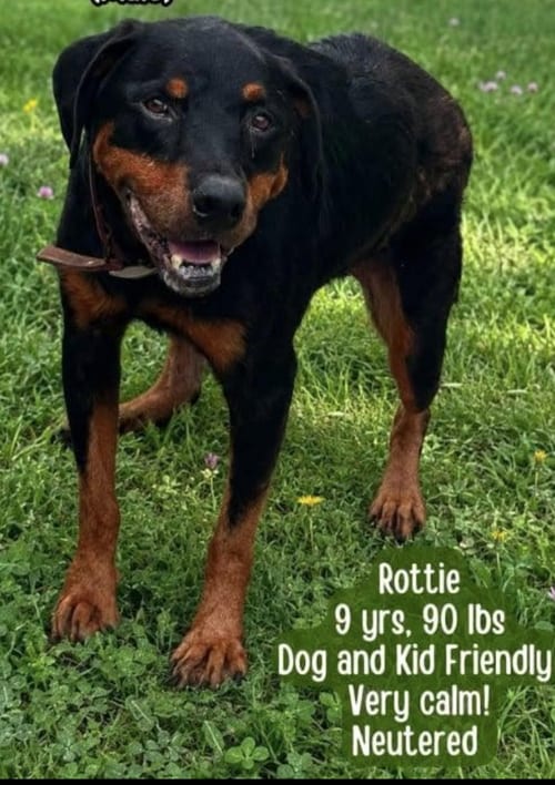 Photo of Bogie, adoptable senior Rottweiler in Hillsboro, New Hampshire