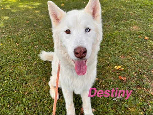 Photo of Destiny, adoptable senior Siberian Husky in Albuquerque, New Mexico
