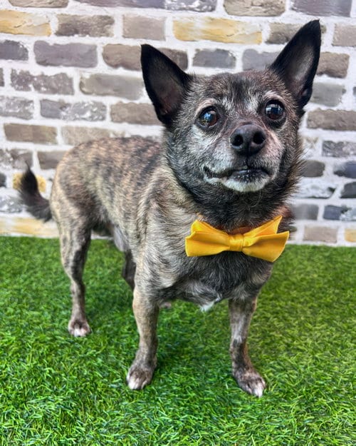 Alfalfa, adoptable senior Chihuahua in Corona, CA