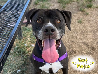 Photo of Abel, adoptable senior dog in Georgetown, Texas