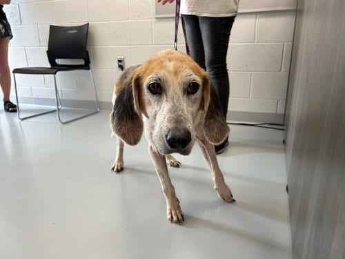 Photo of Marigold, adoptable senior Treeing Walker Coonhound in Ocala, Florida