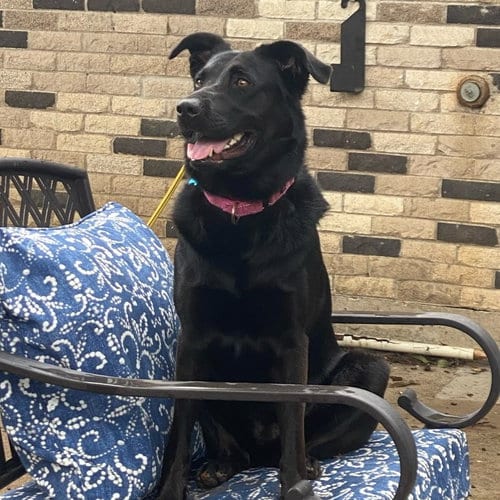 Photo of Cora, adoptable senior Black Labrador Retriever in Dallas, Texas