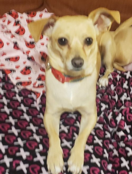 Photo of Ruthine, adoptable senior Chihuahua in Missouri City, Texas