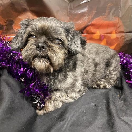 Photo of A615212, adoptable senior Shih Tzu in Modesto, California