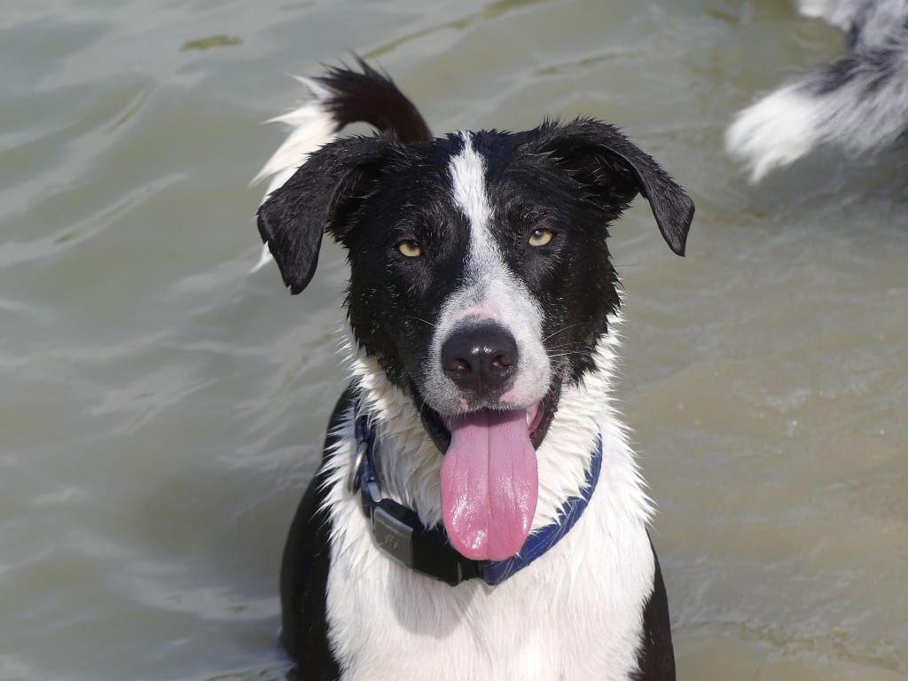 Photo of Lindy Hop, adoptable senior Border Collie in Texas