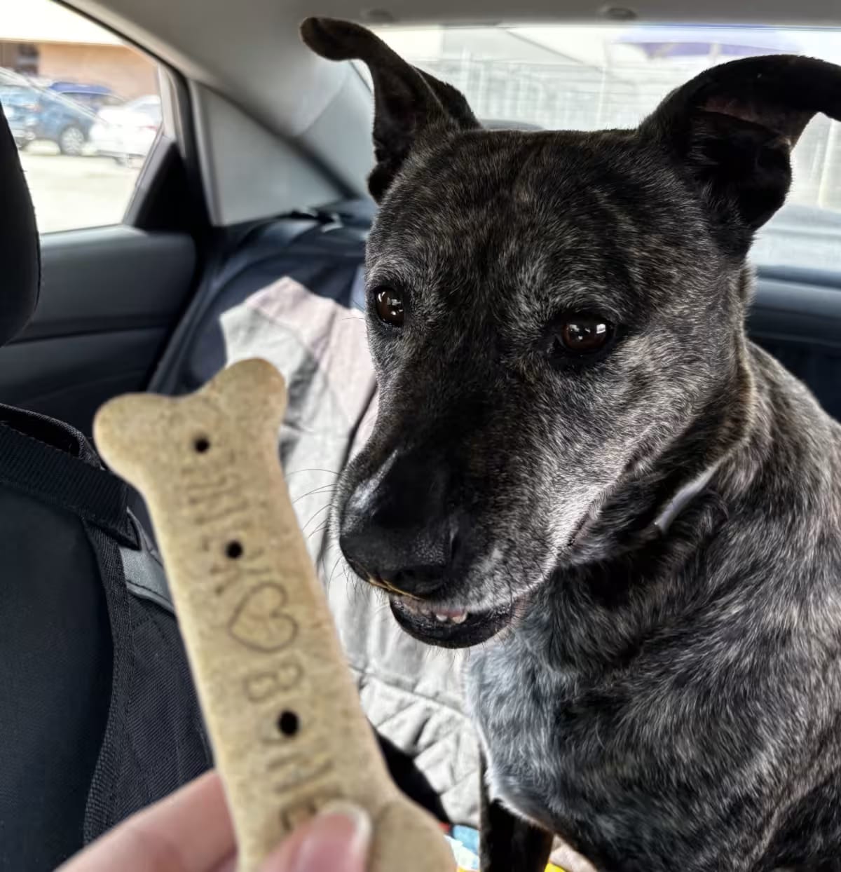 Photo of Morgan, adoptable senior Labrador Retriever in Syracuse, New York