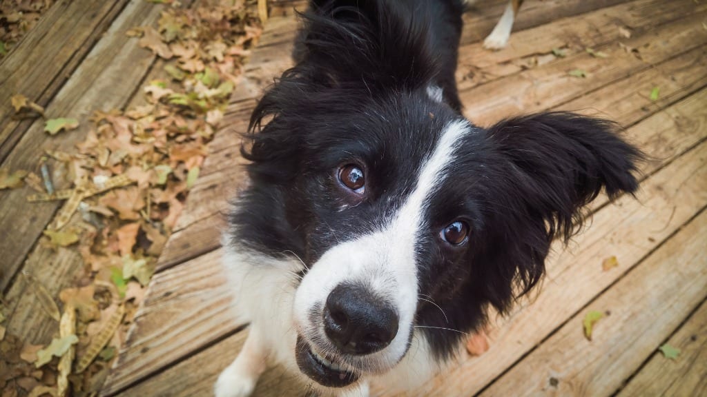 Photo of Abigail, adoptable senior Border Collie in Texas