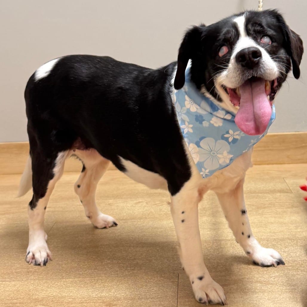 Photo of Dilly Bar D64939, adoptable senior Beagle in Minnesota, Minnesota