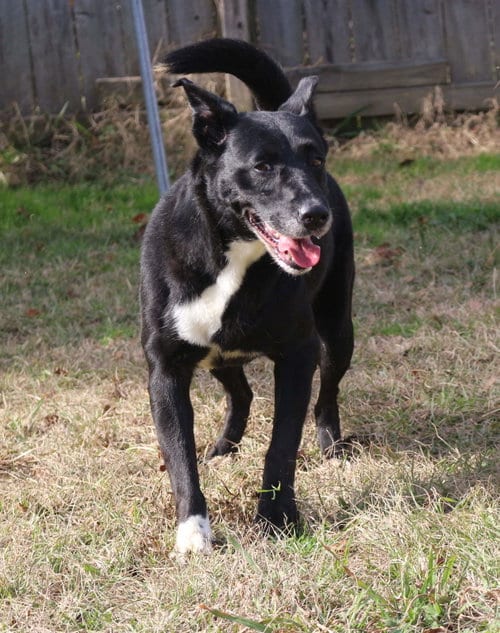 Shelly, adoptable senior Shepherd in Jackson, MS