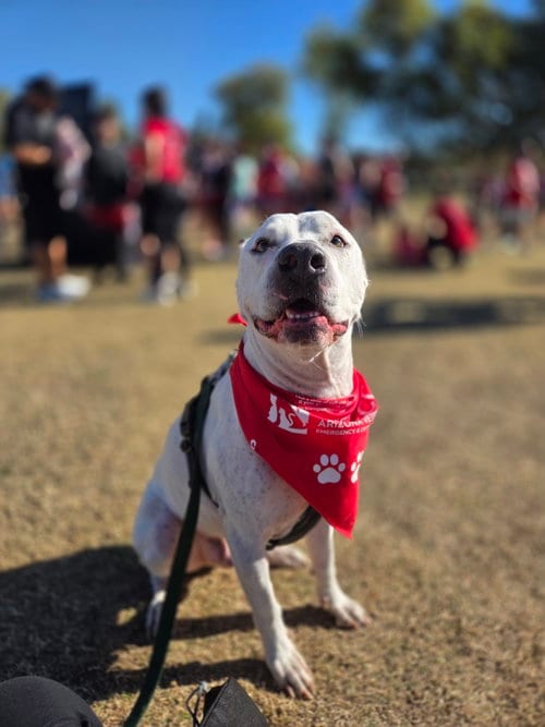 Photo of Marty, adoptable senior American Pit Bull Terrier in Chandler, Arizona