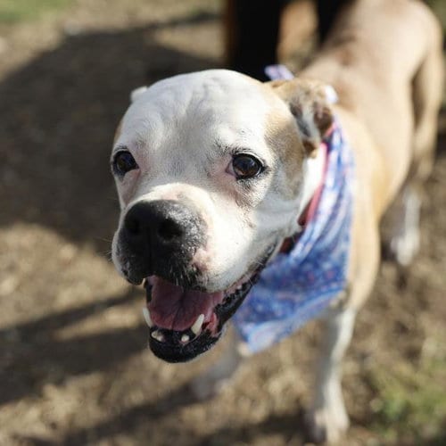 Photo of Holly, adoptable senior Boxer in San Antonio, Texas