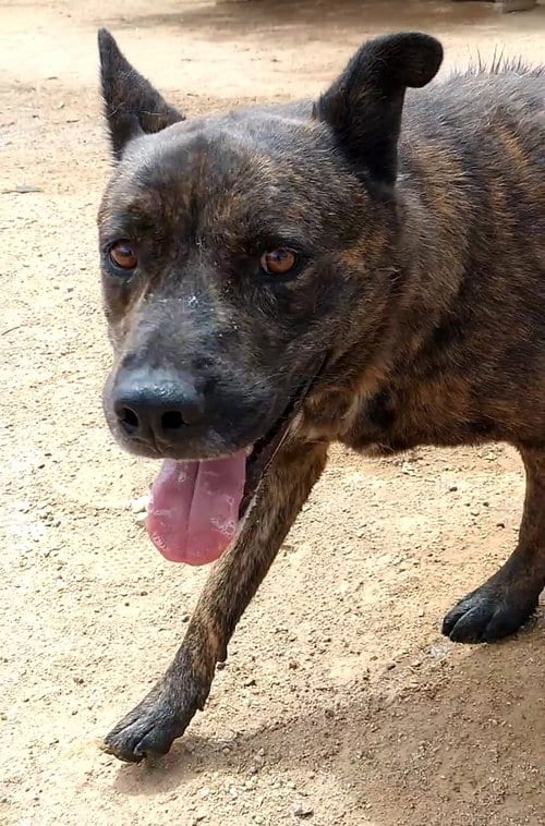 Reddy-IN FOSTER HOME, adoptable senior Dutch Shepherd in Apple Valley, CA