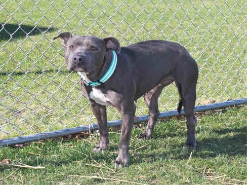 A441938, adoptable senior Pit Bull Terrier in Rockford, IL