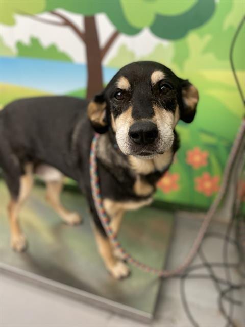 Photo of Vader, adoptable senior Rottweiler in Waco, Texas