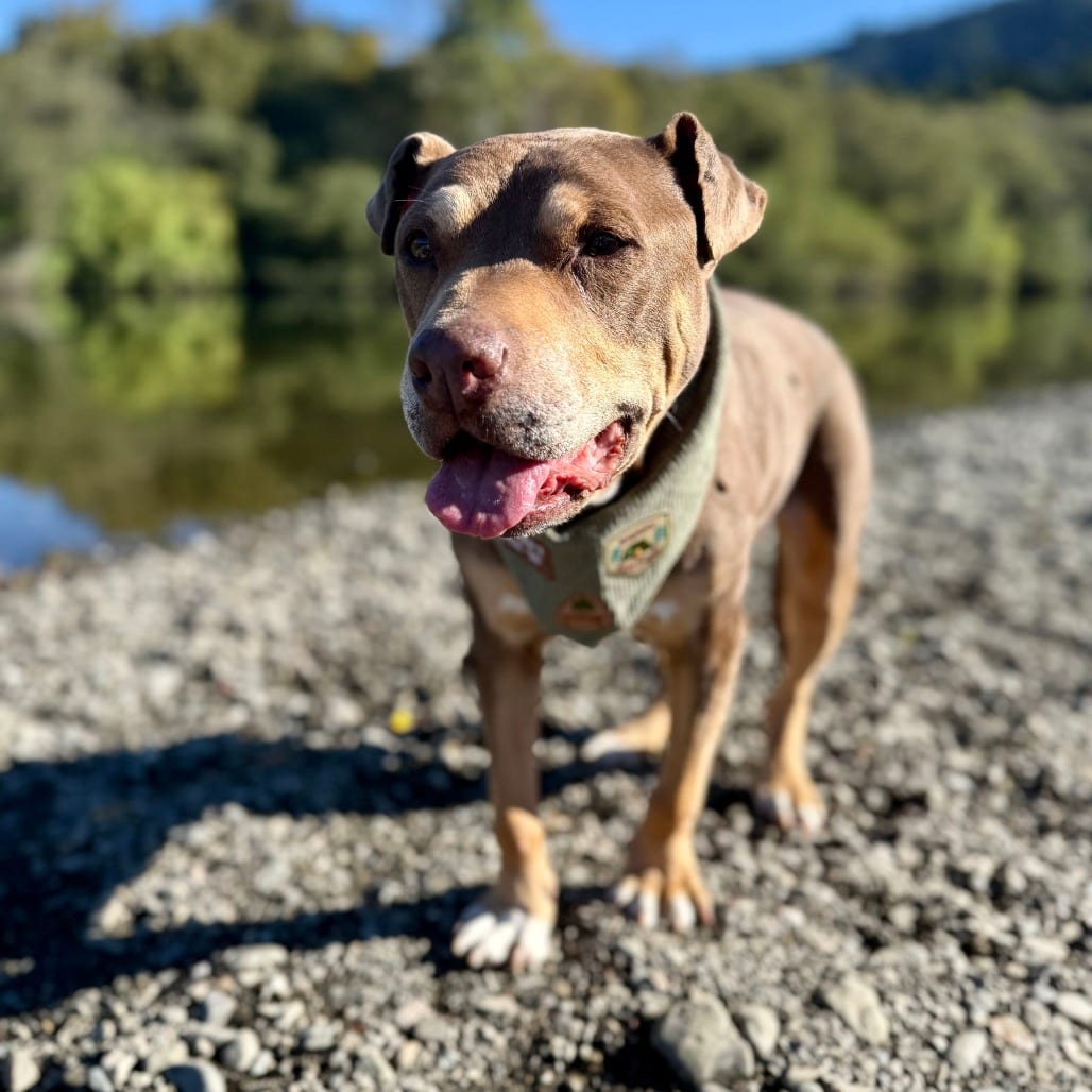 Photo of Bailey, adoptable senior Terrier, Pit Bull in California, California