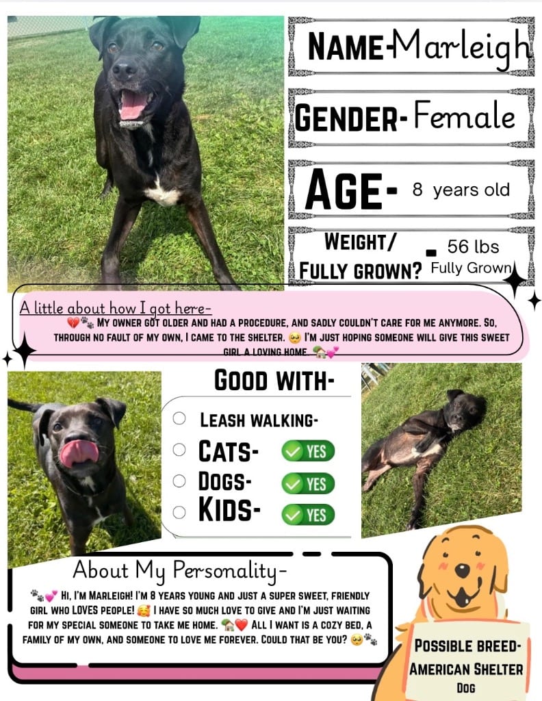 Photo of Marleigh, adoptable senior Labrador Retriever in New Cumberland, West Virginia