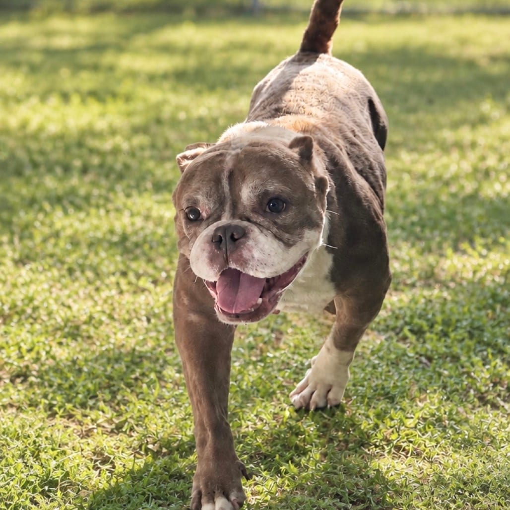 Photo of Latte, adoptable senior Bulldog in Fort Pierce, Florida