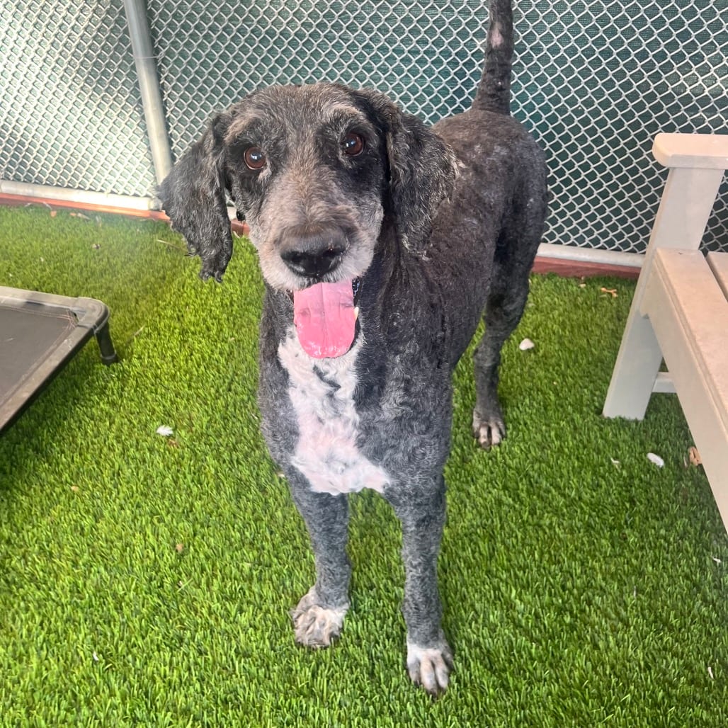 Photo of Fudge, adoptable senior Poodle, Standard / Saint Bernard in Henderson, Nevada