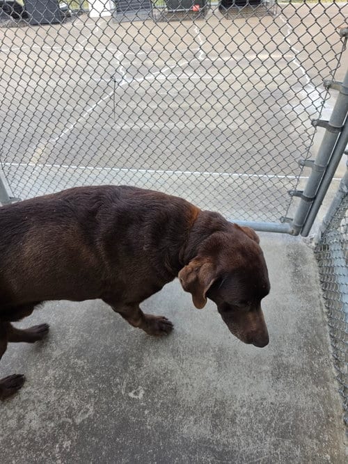 Photo of Bruce, adoptable senior Labrador Retriever in Burnsville, North Carolina