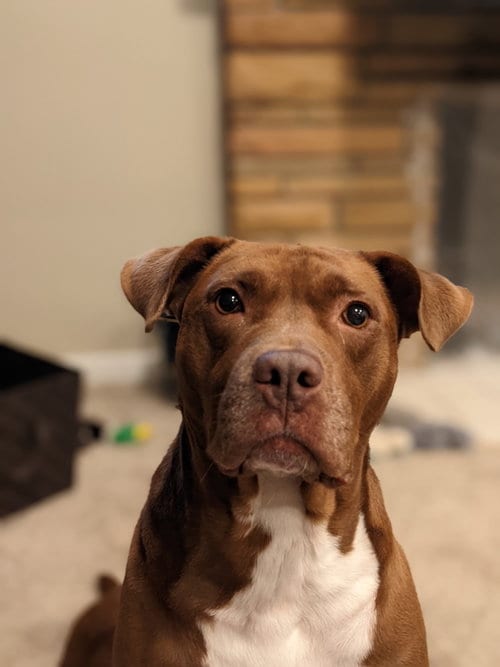 Photo of Ollie, adoptable senior Chocolate Labrador Retriever in Livonia, Michigan