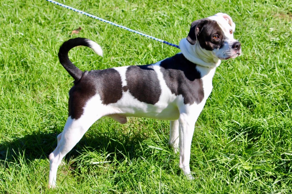 Photo of Tyson, adoptable senior Mixed Breed in Brazil, Indiana