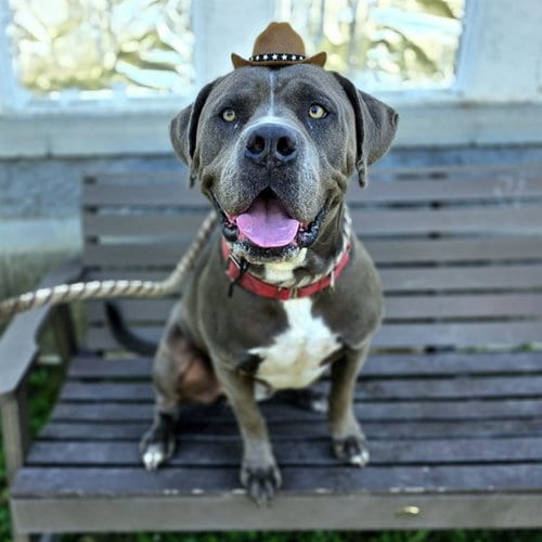Photo of Rocky, adoptable senior Pit Bull Terrier in Long Beach, California