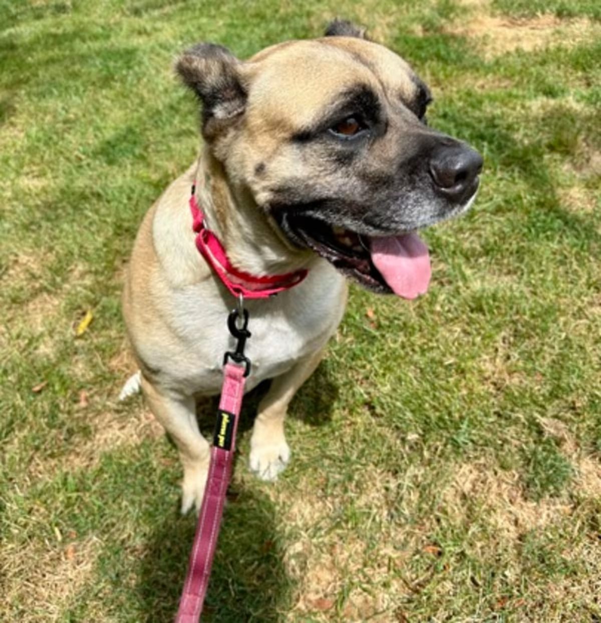 Photo of Aberdeen, adoptable senior Mastiff in Ann Arbor, Michigan