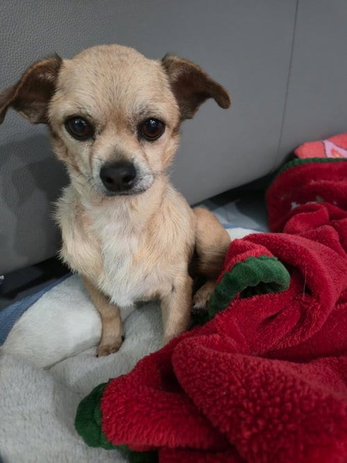 Photo of Felix, adoptable senior Chihuahua in Margate, Florida