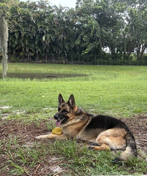 Photo of Koda 3180, adoptable senior German Shepherd Dog in Plantation, Florida