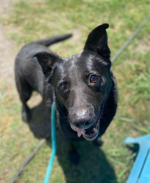 Rocky, adoptable senior German Shepherd Dog in Maryville, TN