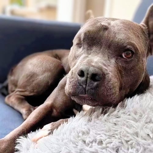 Photo of Almondie, adoptable senior American Pit Bull Terrier in Oakland, California