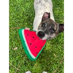 Photo of Sophie, adoptable senior Mixed Breed (Medium) in Kansas City, Missouri