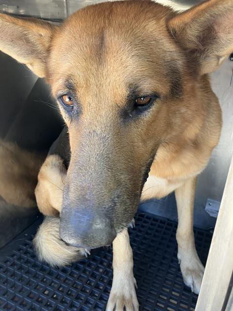 Photo of Jack, adoptable senior German Shepherd Dog
