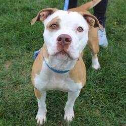 Photo of Annie Marie, adoptable senior American Pit Bull Terrier in Champaign, Illinois