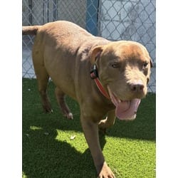 Photo of Star, adoptable senior American Pit Bull Terrier in Texas City, Texas