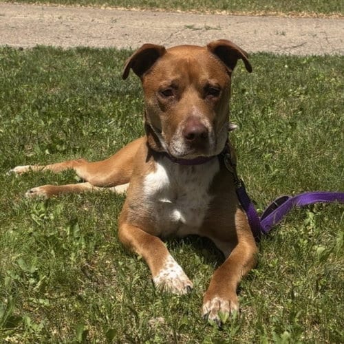 Photo of Bread, adoptable senior Pit Bull Terrier in Fargo, North Dakota