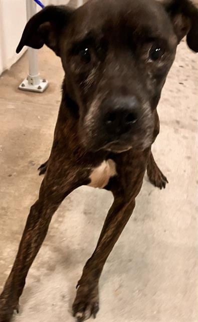 Photo of Kelly, adoptable senior Mastiff in Miami, Florida