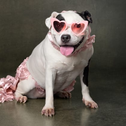 Photo of Rose, adoptable senior dog in Atlanta, Georgia